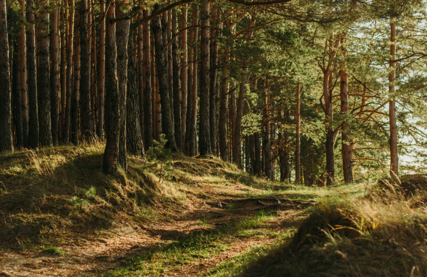 Moyode Woods, Ireland